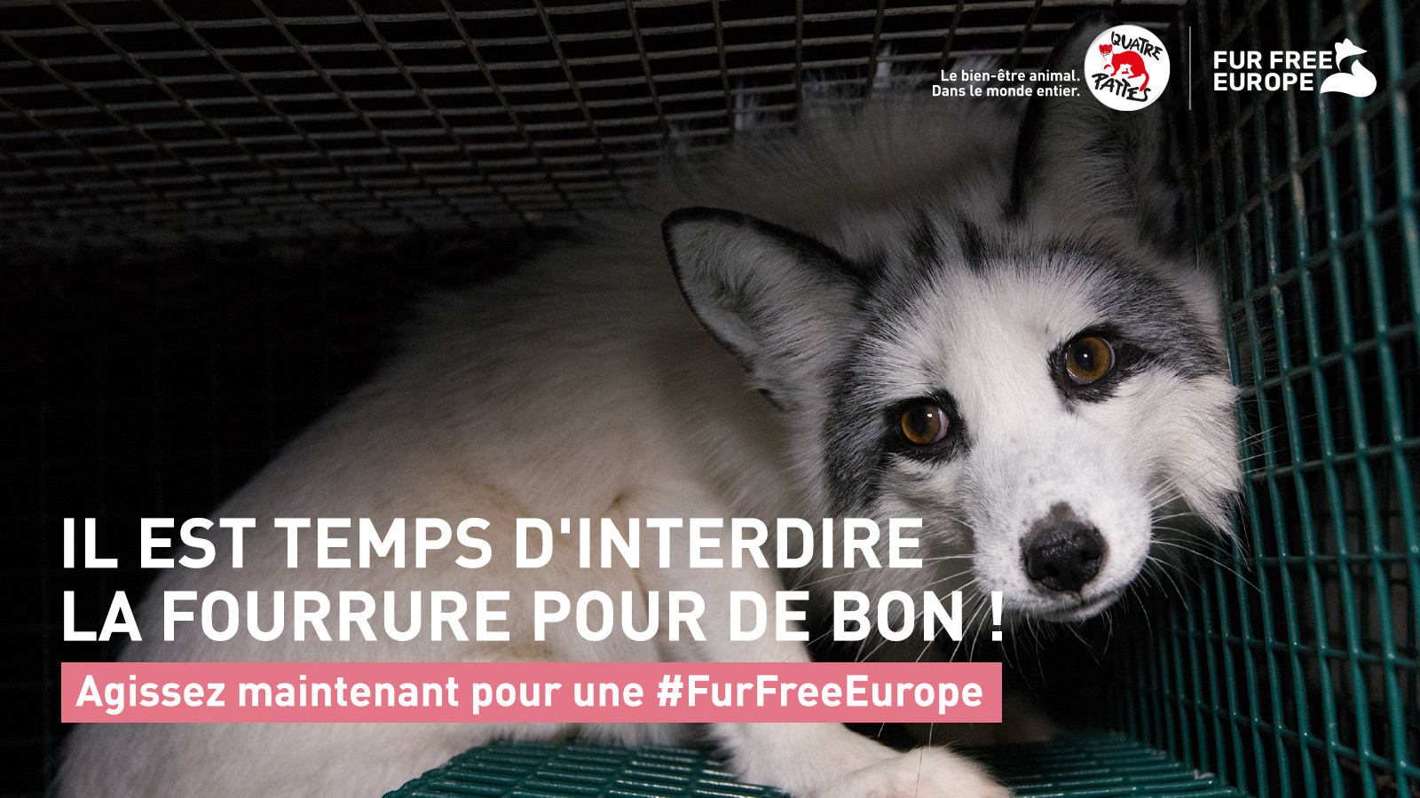 Quatre Pattes France Organisation Mondiale De Protection Des Animaux